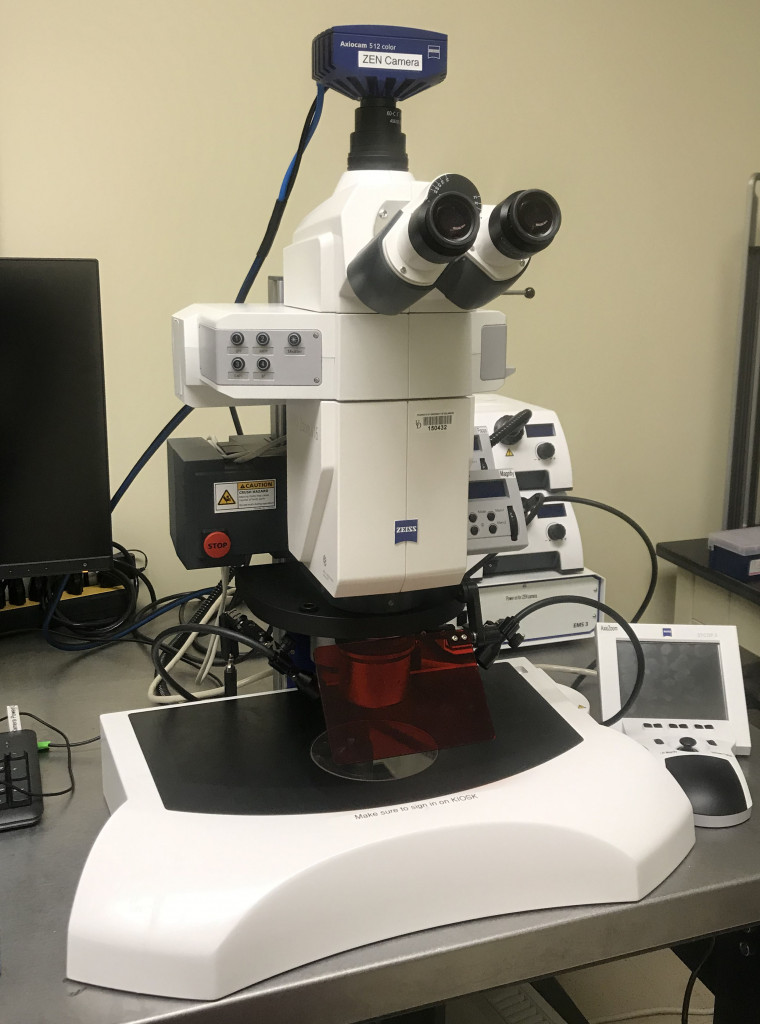 Conventional Light Microscopy – BioImaging Center