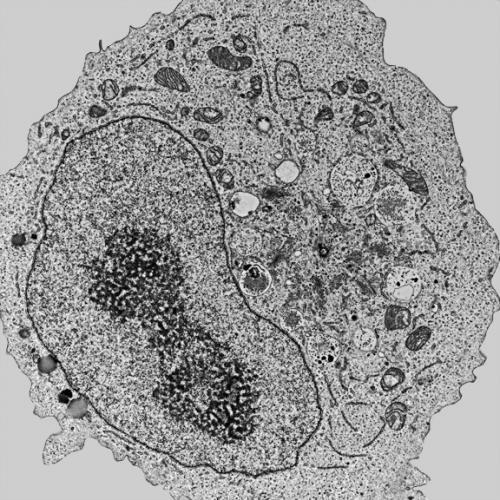 Mammalian Cell